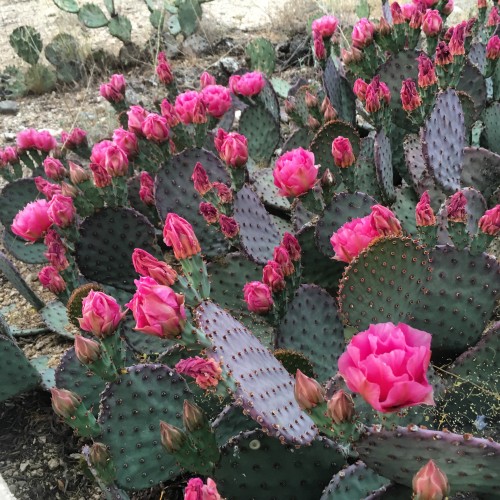 desert flowers cactus pink